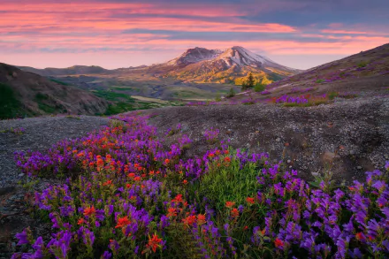 HD PC desktop wallpaper showing a sunrise mountain landscape with purple and red wildflowers carpeting the rolling foreground.