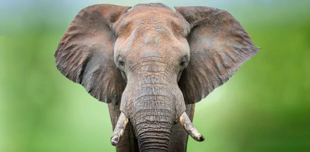 Front-facing African bush elephant against a soft green bokeh — 5K Ultra HD PC desktop wallpaper and background.