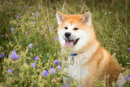 dog flower Animal akita HD Desktop Wallpaper | Background Image