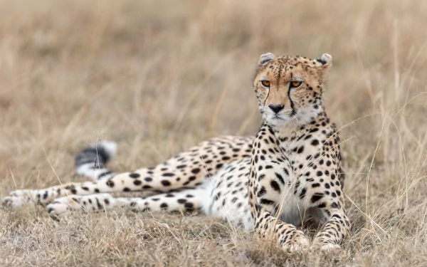 Animal cheetah HD Desktop Wallpaper | Background Image