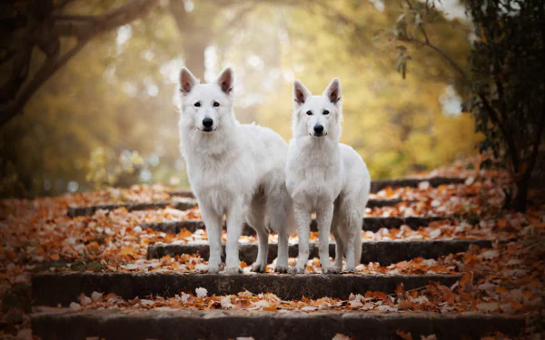 Two white Swiss Shepherd dogs stand on leaf-covered steps in a fall setting, captured with a shallow depth of field in this HD desktop wallpaper.