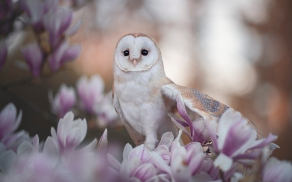 Animal Barn owl Birds Owls Flower Owl Bird Magnolia Blossom HD Wallpaper | Background Image