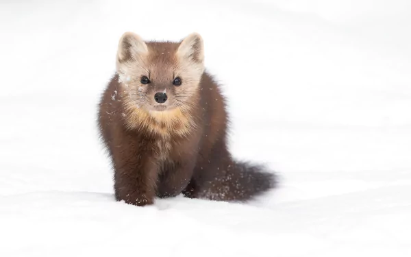 A marten standing alert in the snow during winter, captured in HD for a clear and vibrant PC desktop wallpaper background.