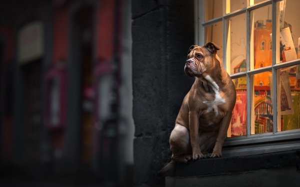 Animal Boxer Dogs Dog HD Wallpaper | Background Image