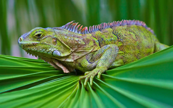 Download Animal Iguana HD Wallpaper