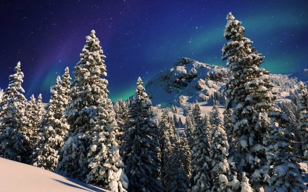 Earth Winter Forest Snow Night HD Wallpaper | Background Image