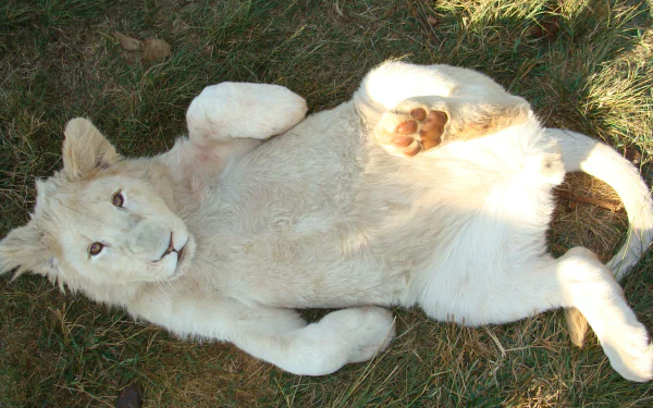 Animal white lion HD Desktop Wallpaper | Background Image