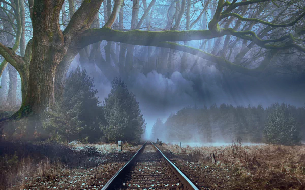 A 4K Ultra HD man-made railroad stretches through a misty forest landscape with large trees and dense fog, creating a mysterious and atmospheric scene.