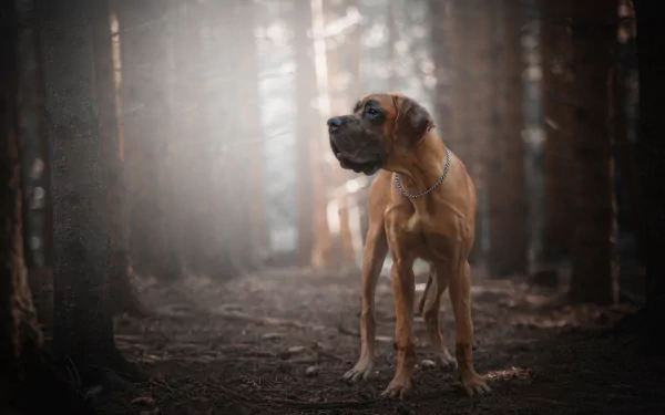 Great Dane standing in a misty forest, sharp depth-of-field on the dog against a blurred woodland backdrop — HD PC desktop wallpaper of an animal in soft natural light.