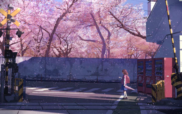 HD desktop wallpaper of an anime scene featuring a person holding an umbrella on a street under blooming cherry blossom (sakura) trees in spring.