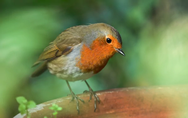 HD PC desktop wallpaper: a passerine robin bird (animal) with a bright orange breast perched on a branch, detailed feathers against a soft green blurred background.