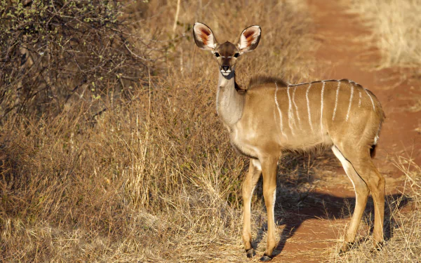  Female Kudu