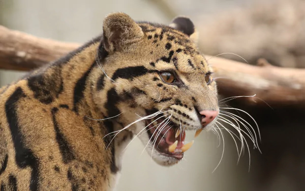 Close-up of a snarling clouded leopard displaying teeth and whiskers, detailed fur pattern against a blurred branch background — 4K Ultra HD PC desktop wallpaper