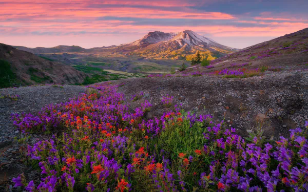 HD PC desktop wallpaper showing a sunrise mountain landscape with purple and red wildflowers carpeting the rolling foreground.