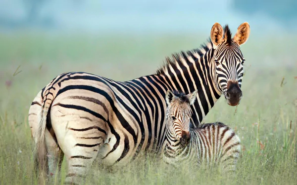 HD desktop wallpaper featuring a zebra foal standing close to its mother in a grassy field, showcasing the natural beauty of baby animals and zebras.
