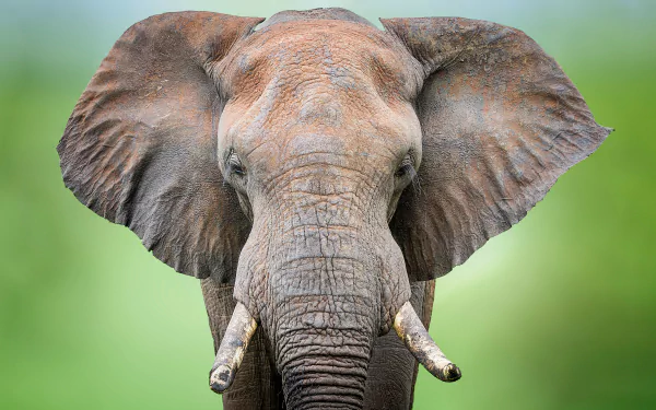 Animal African bush elephant HD Desktop Wallpaper | Background Image