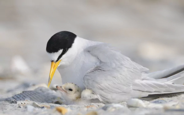  Least Tern Feeding her Chick by Walker Golder