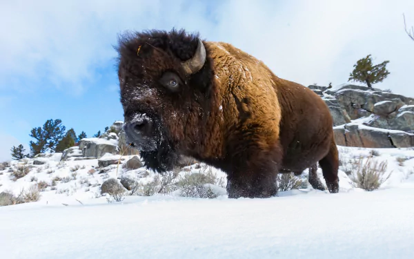American bison stands in snow-covered winter landscape under a blue sky, captured in 4K Ultra HD for a stunning PC desktop wallpaper background.