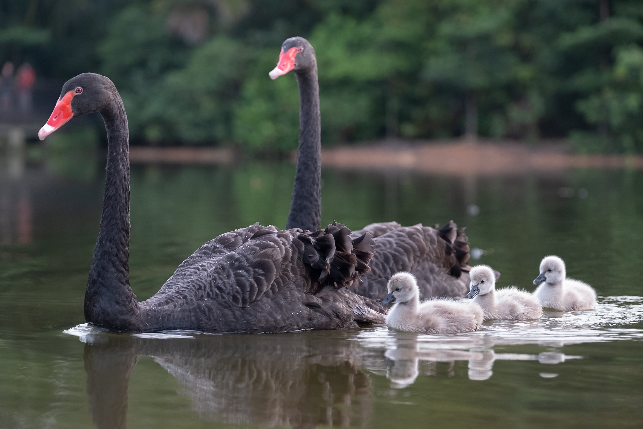 Animal Black Swan HD Wallpaper | Background Image