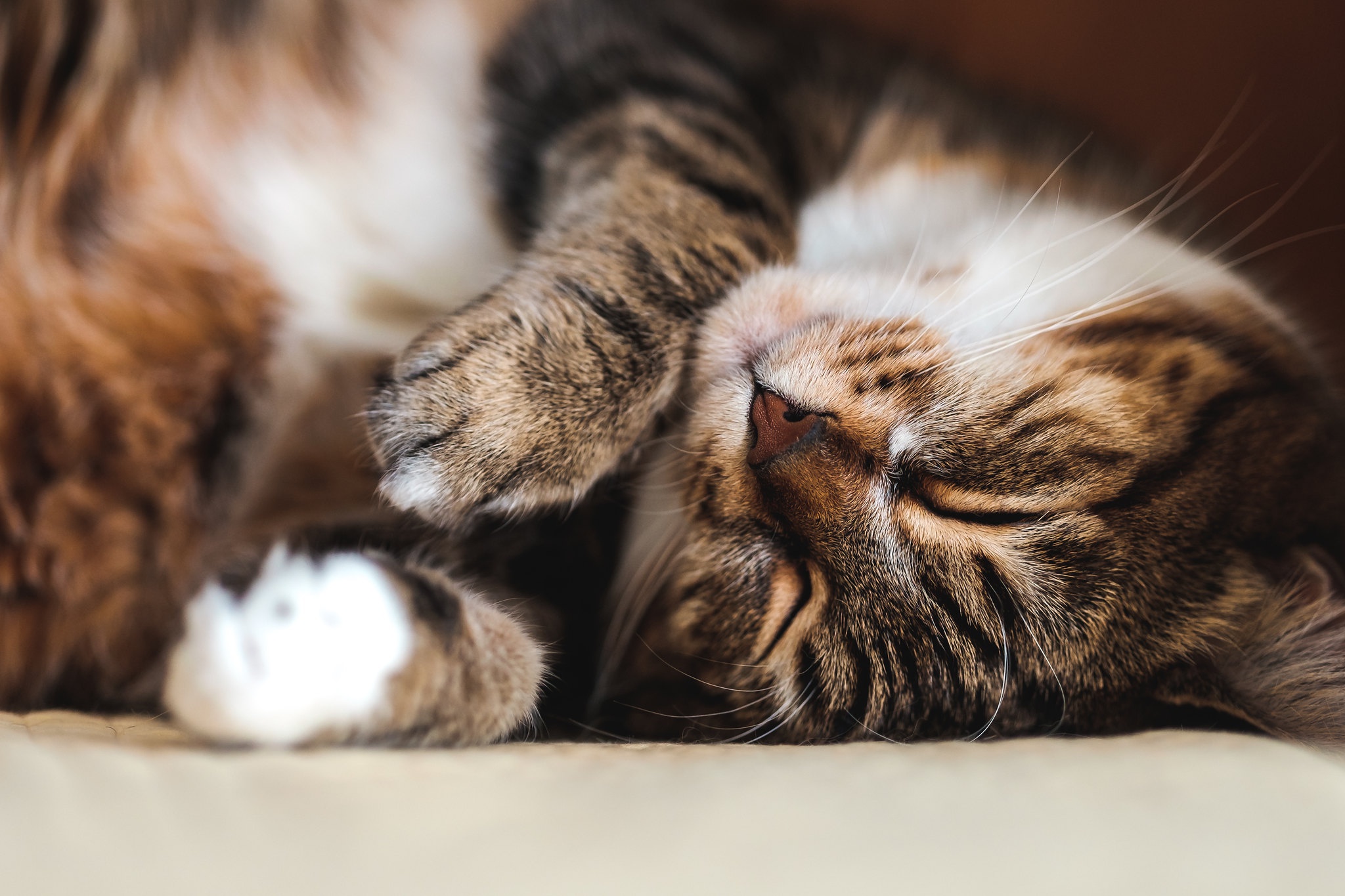 Download Sleeping Fantasy Cat HD Wallpaper