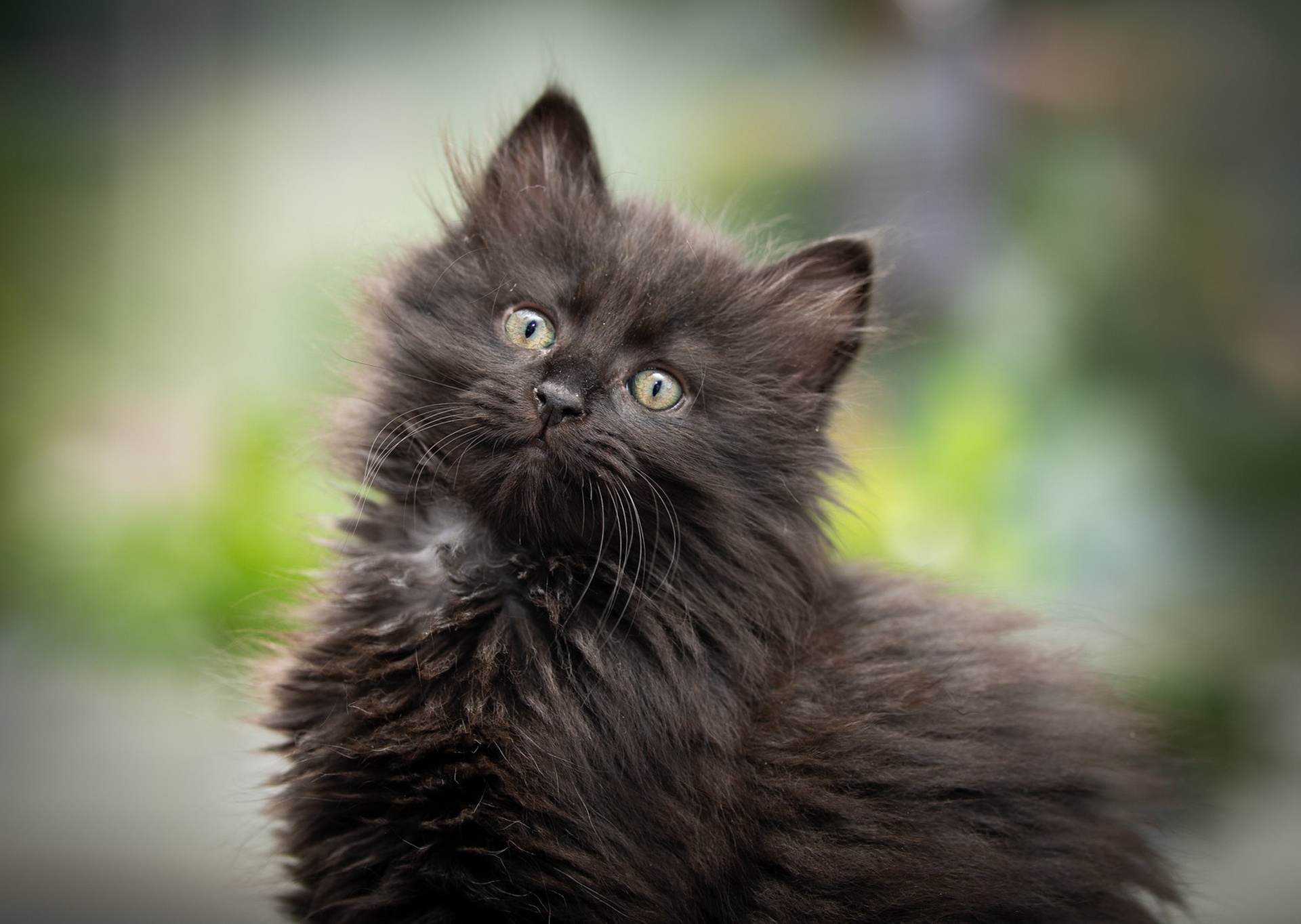 Download Baby Animal Kitten Animal Cat HD Wallpaper