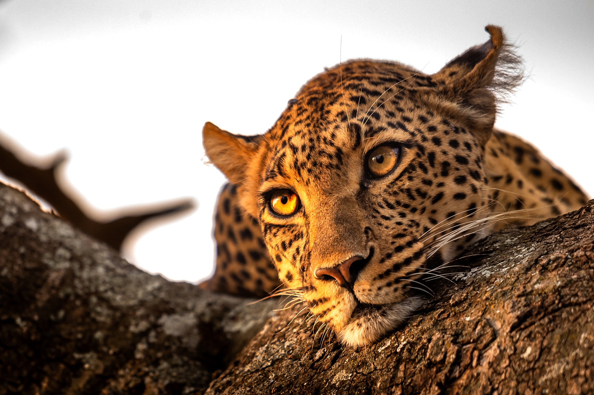 Animal Leopard HD Wallpaper