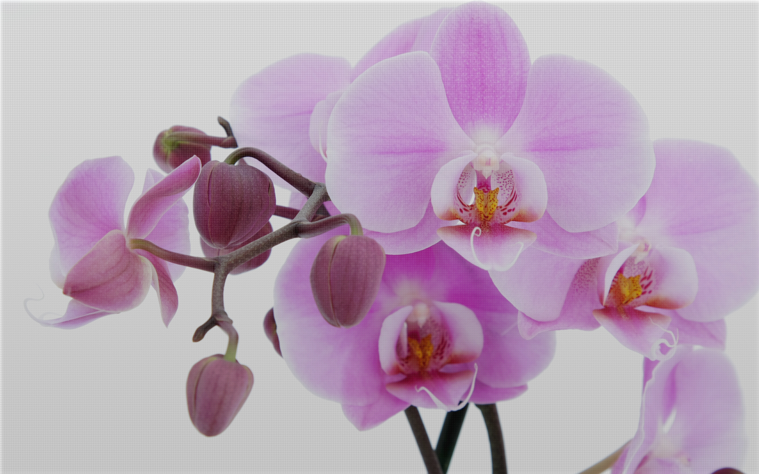 Artistic orchid flower desktop wallpaper.