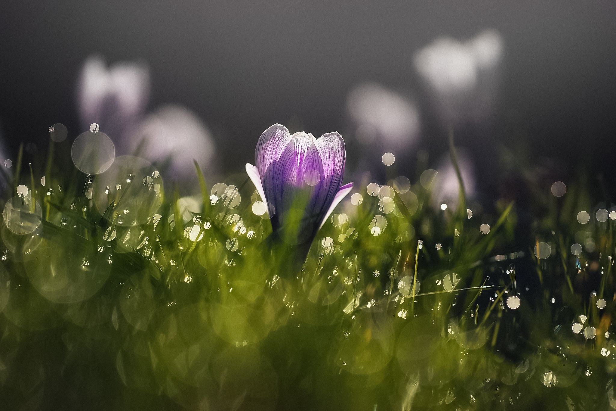 Spring morning. Фиалка Утренняя роса. Нежные весенние цветы. Цветы в росе. Весенние цветы с росой.