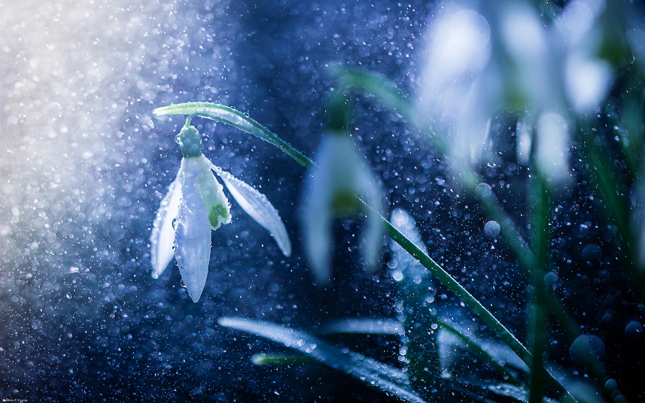 雪花莲高清壁纸 桌面背景 2560x1600