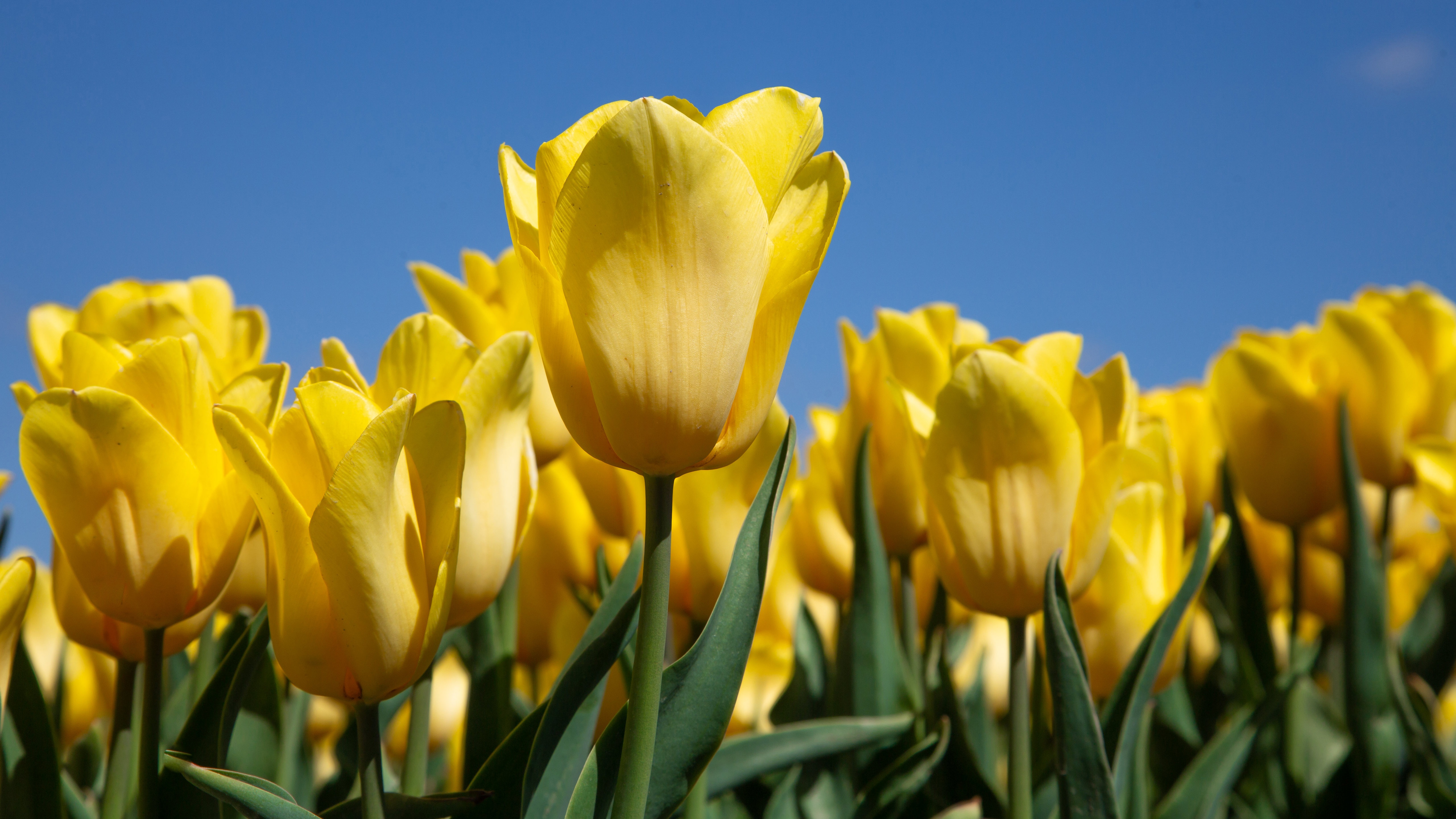 Download Nature Tulip 4k Ultra HD Wallpaper