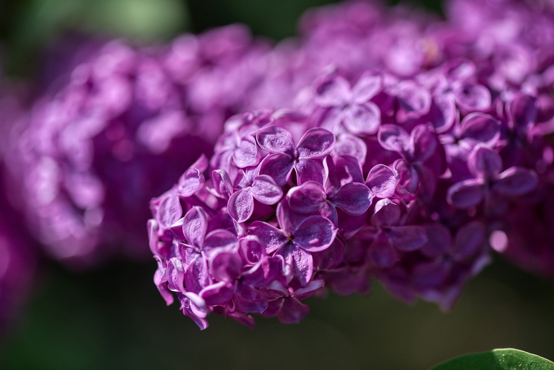 Download Nature Lilac HD Wallpaper