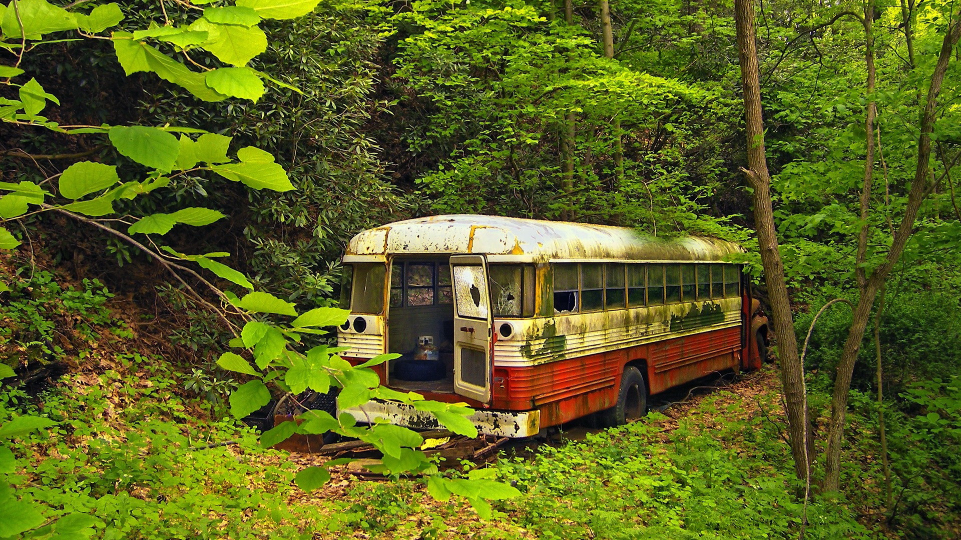 Vehicles Bus HD Wallpaper | Background Image
