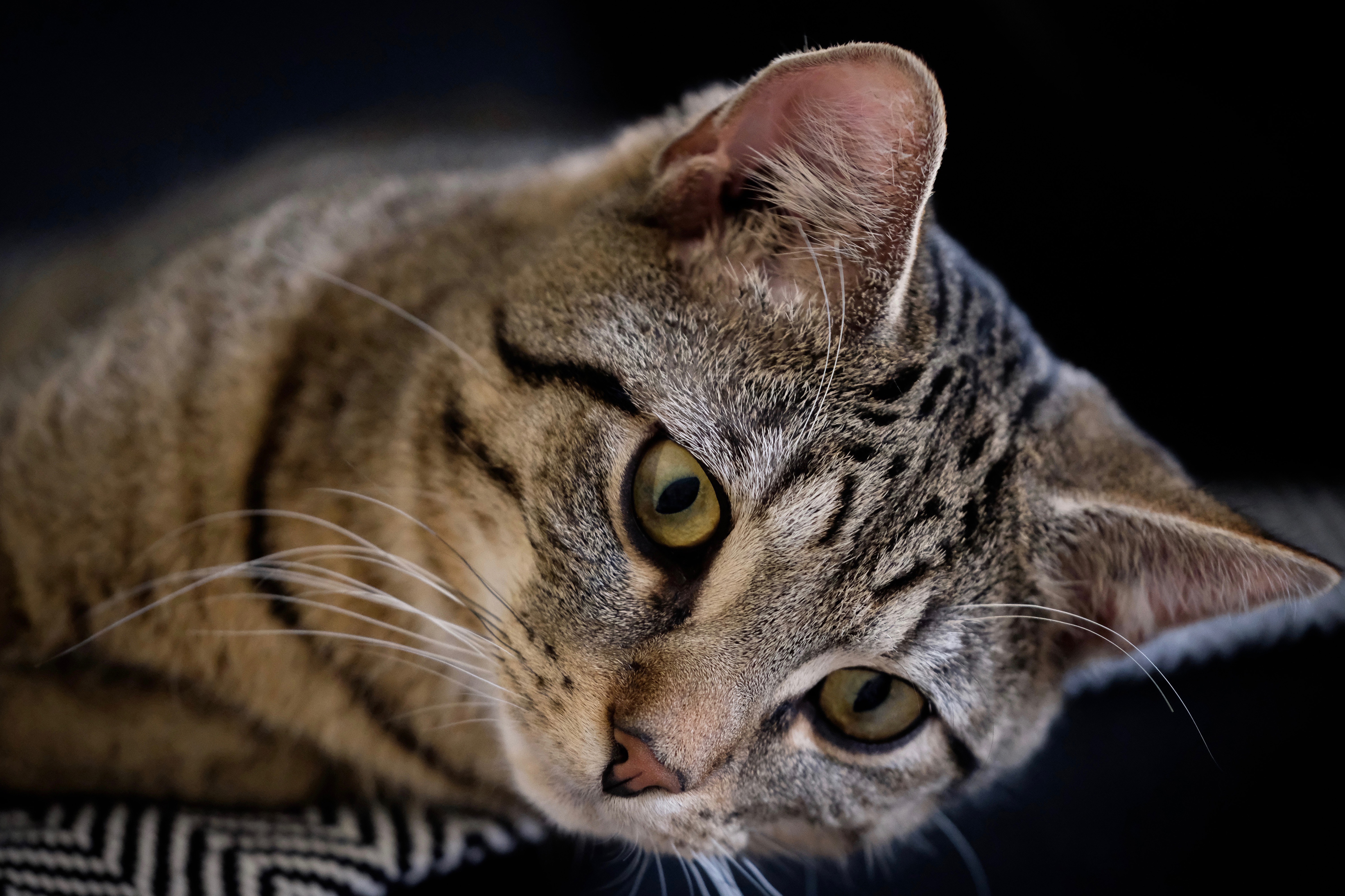 Animal Cat 4k Ultra HD Wallpaper