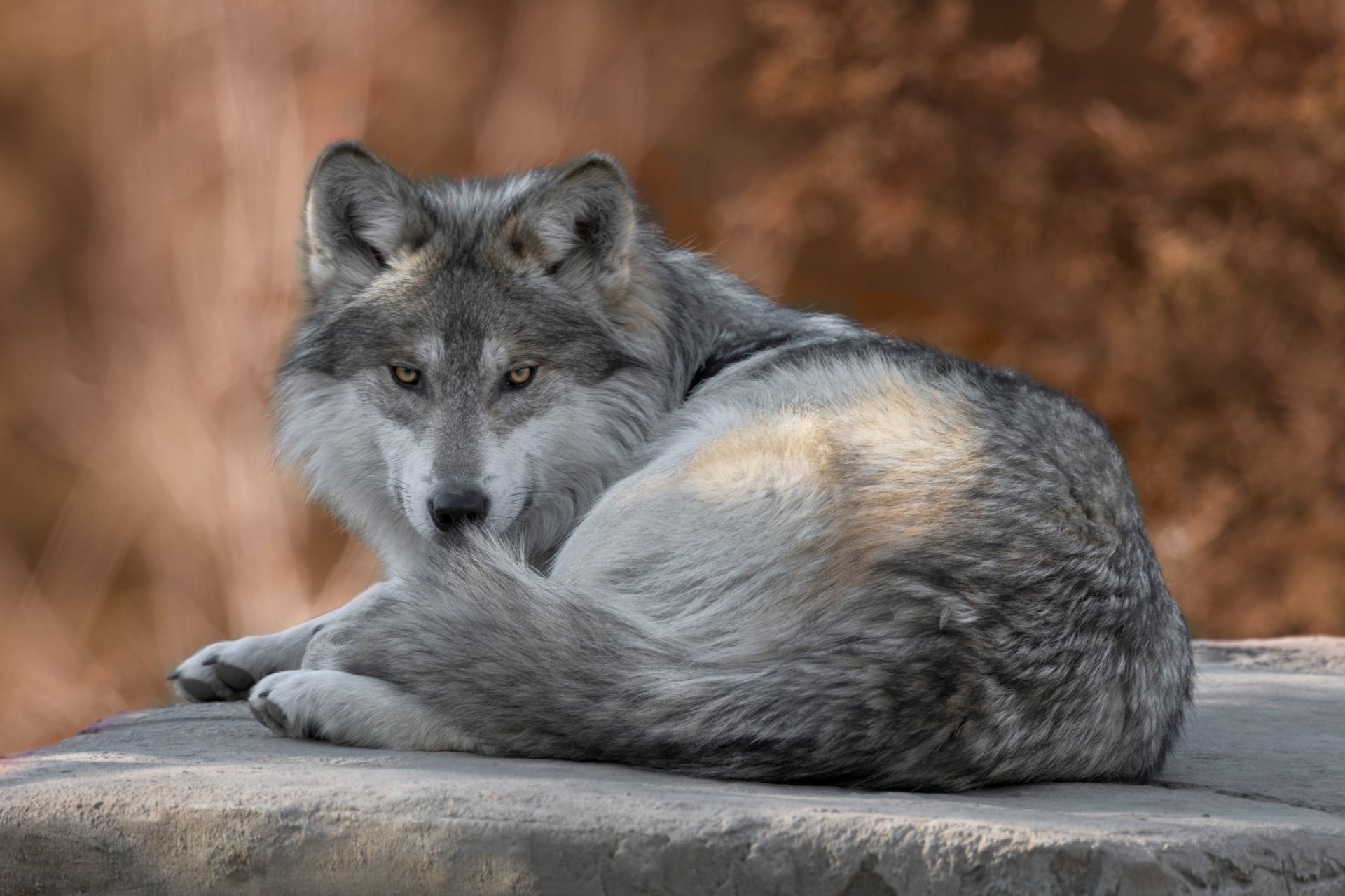 A high-resolution 4K Ultra HD image of a gray wolf lying down and looking directly at the camera, set against a natural, blurred brown background.
