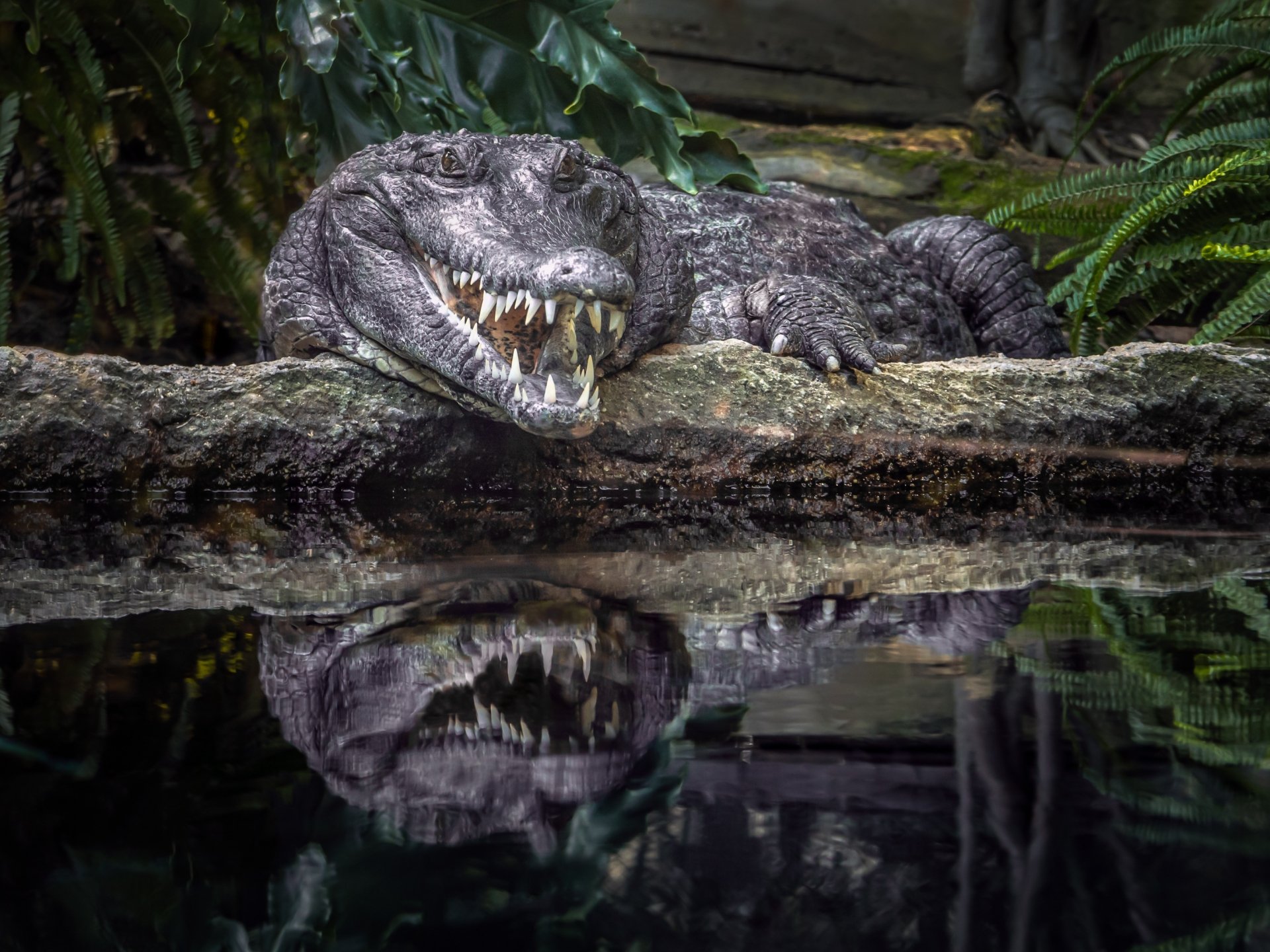 HD desktop wallpaper showing a crocodile resting on a log with its reflection visible in the calm water below, surrounded by lush green foliage.