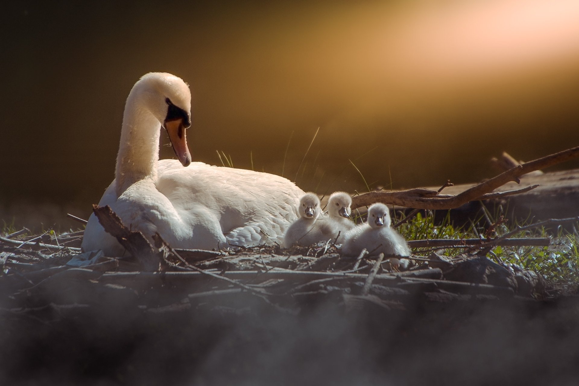 Download Baby Animal Cygnet Swan Bird Animal Mute Swan HD Wallpaper