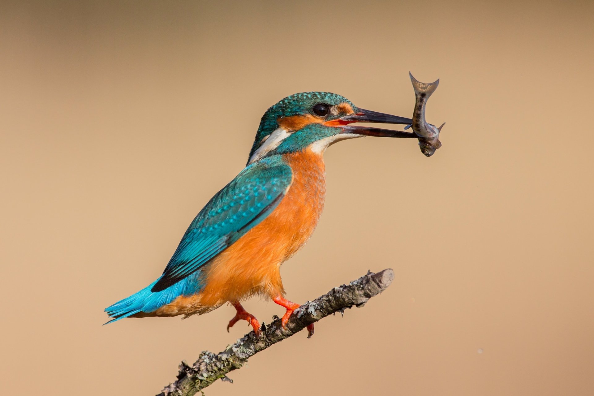 Download Fish Bird Animal Kingfisher HD Wallpaper