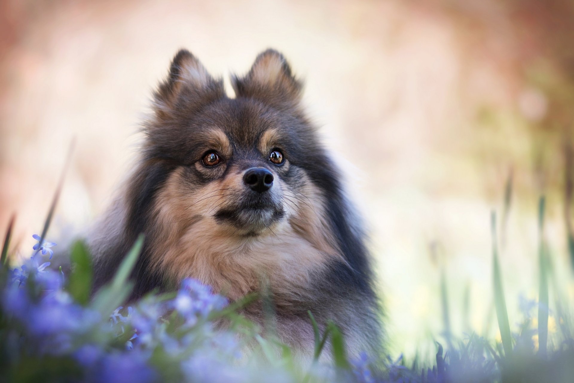 Download Dog Animal Spitz HD Wallpaper