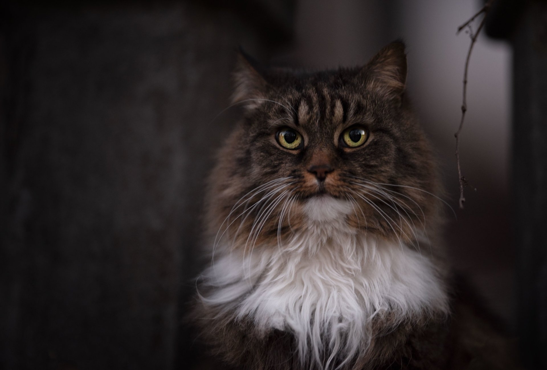 Download Stare Animal Cat HD Wallpaper | 2048x1387 | Wallpaper Abyss