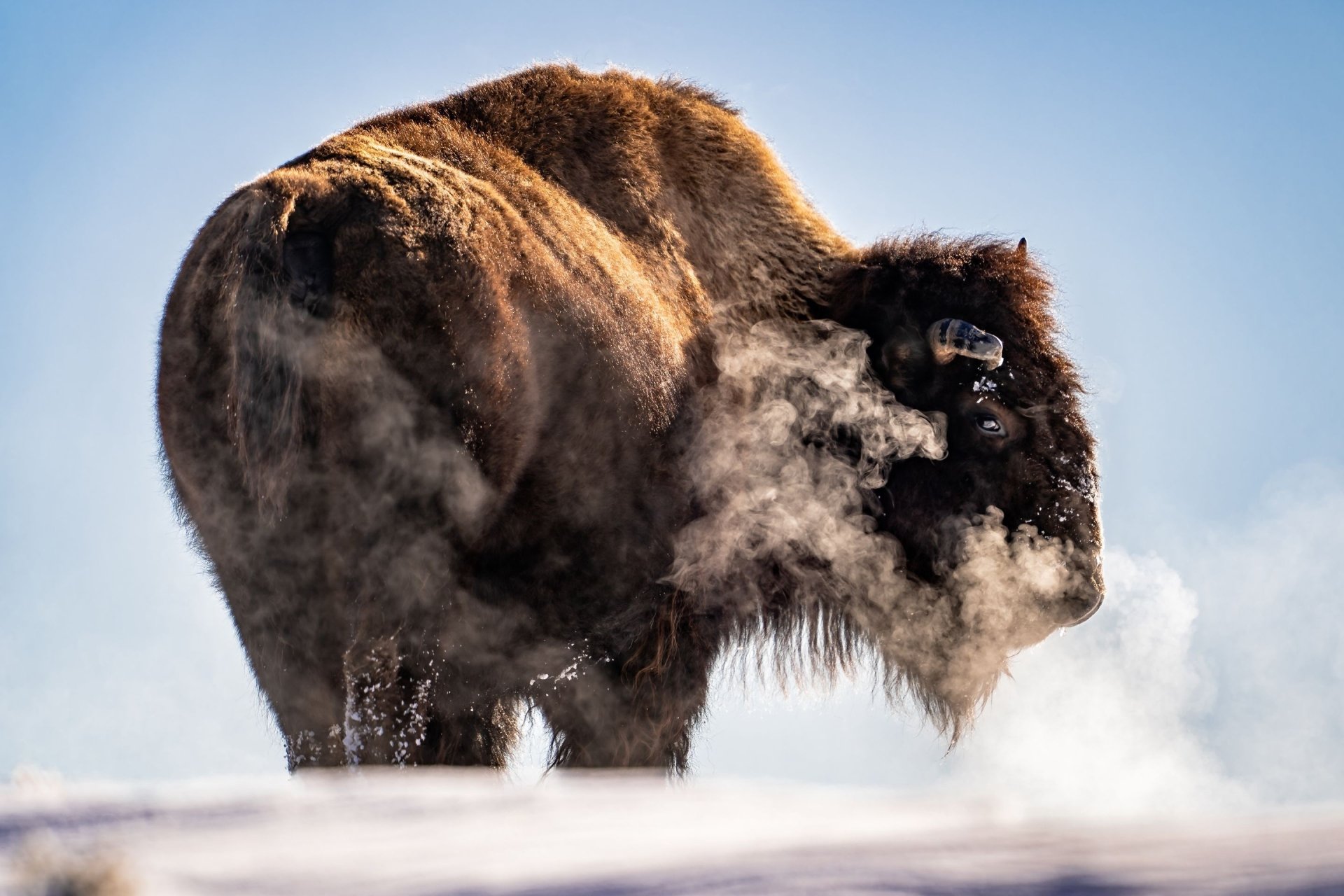 Download Animal American Bison HD Wallpaper