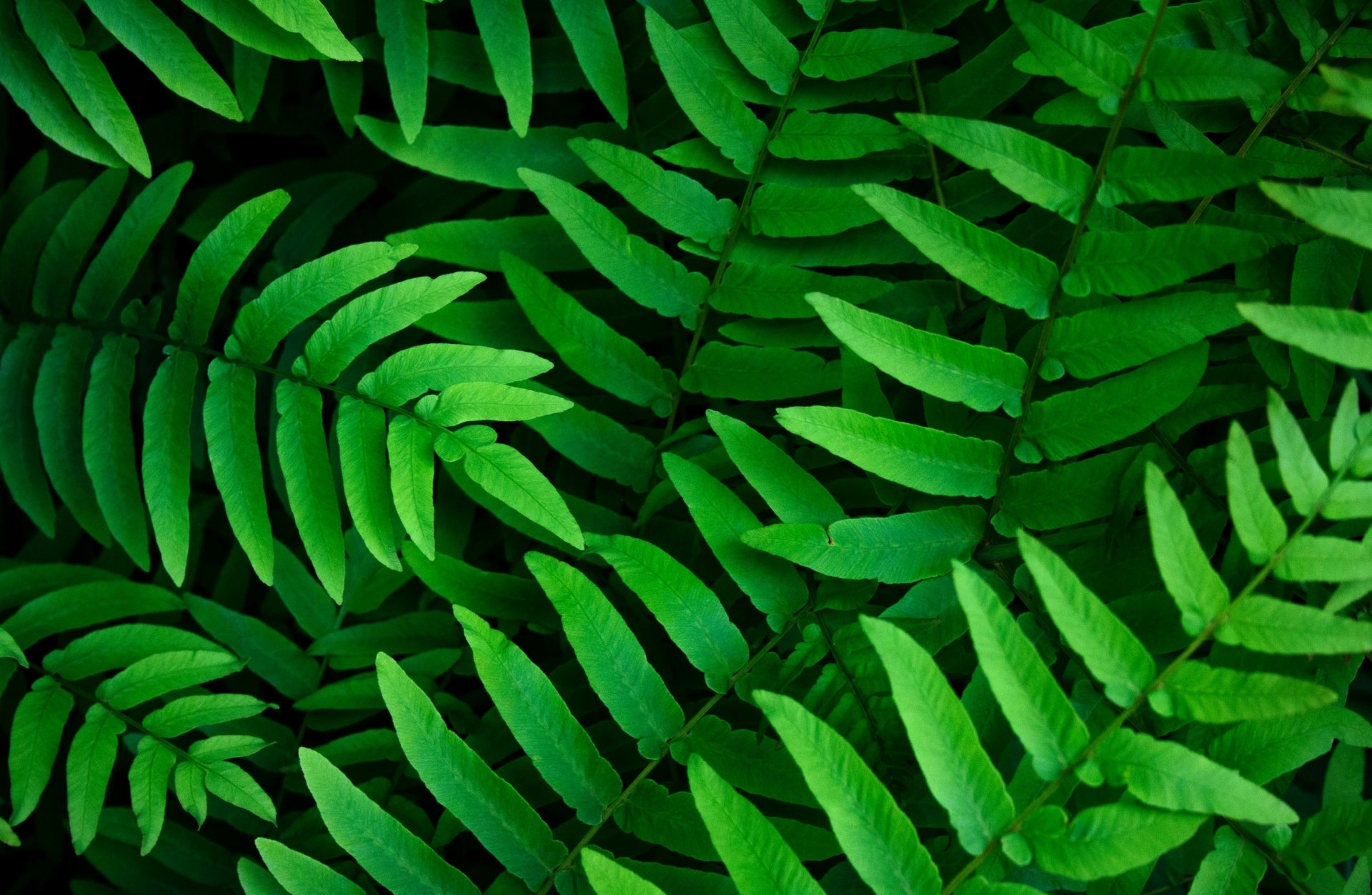 Close-up of vibrant green fern fronds layered in detailed texture — 4K Ultra HD PC desktop wallpaper and background highlighting natural leaf patterns.