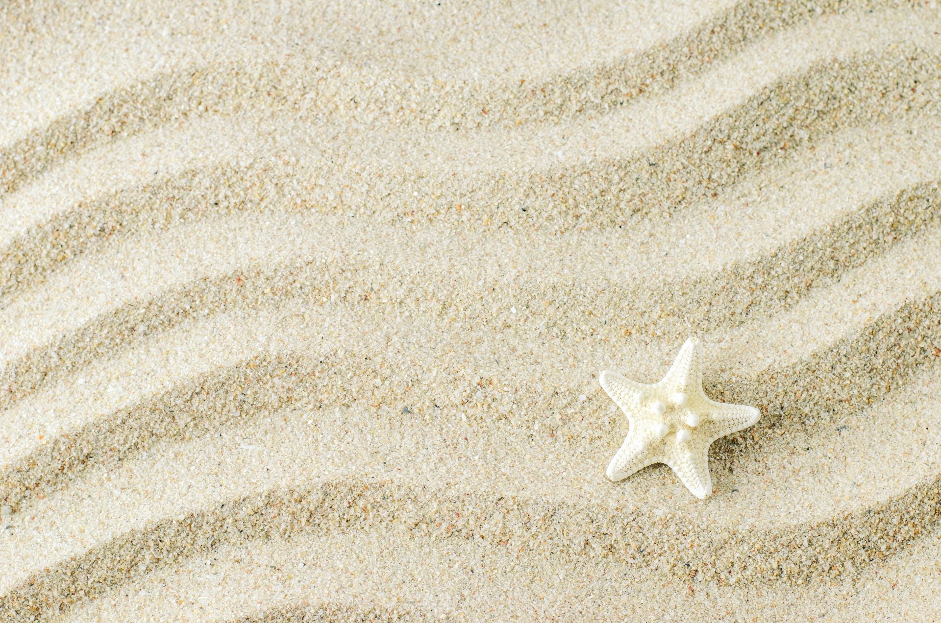Download Sand Animal Starfish 4k Ultra HD Wallpaper