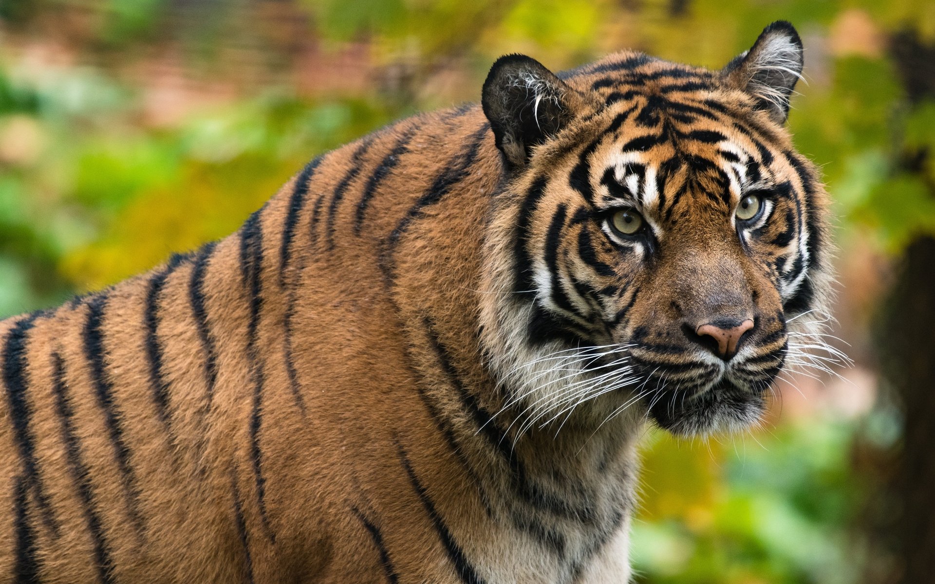 Download Animal Tiger 4k Ultra HD Wallpaper