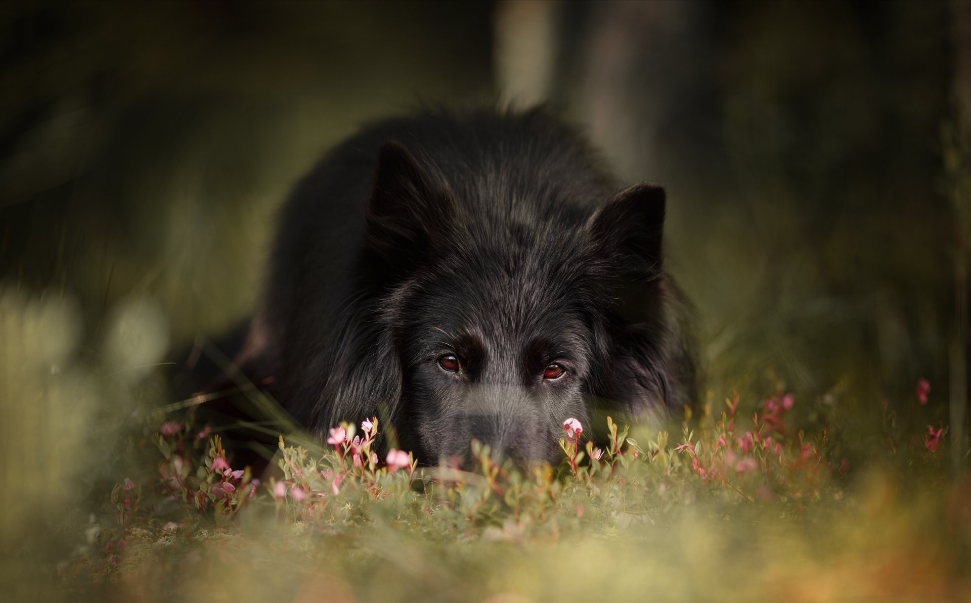 Download Animal Dog Black Dog HD Wallpaper