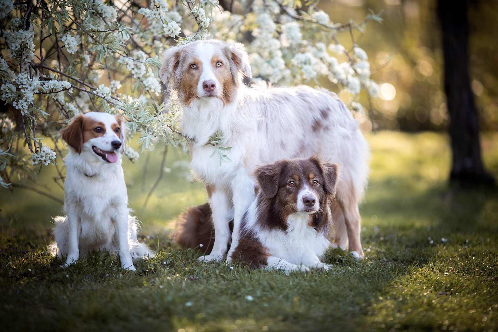 Download Animal Dog HD Wallpaper | 2048x1365 | Wallpaper Abyss