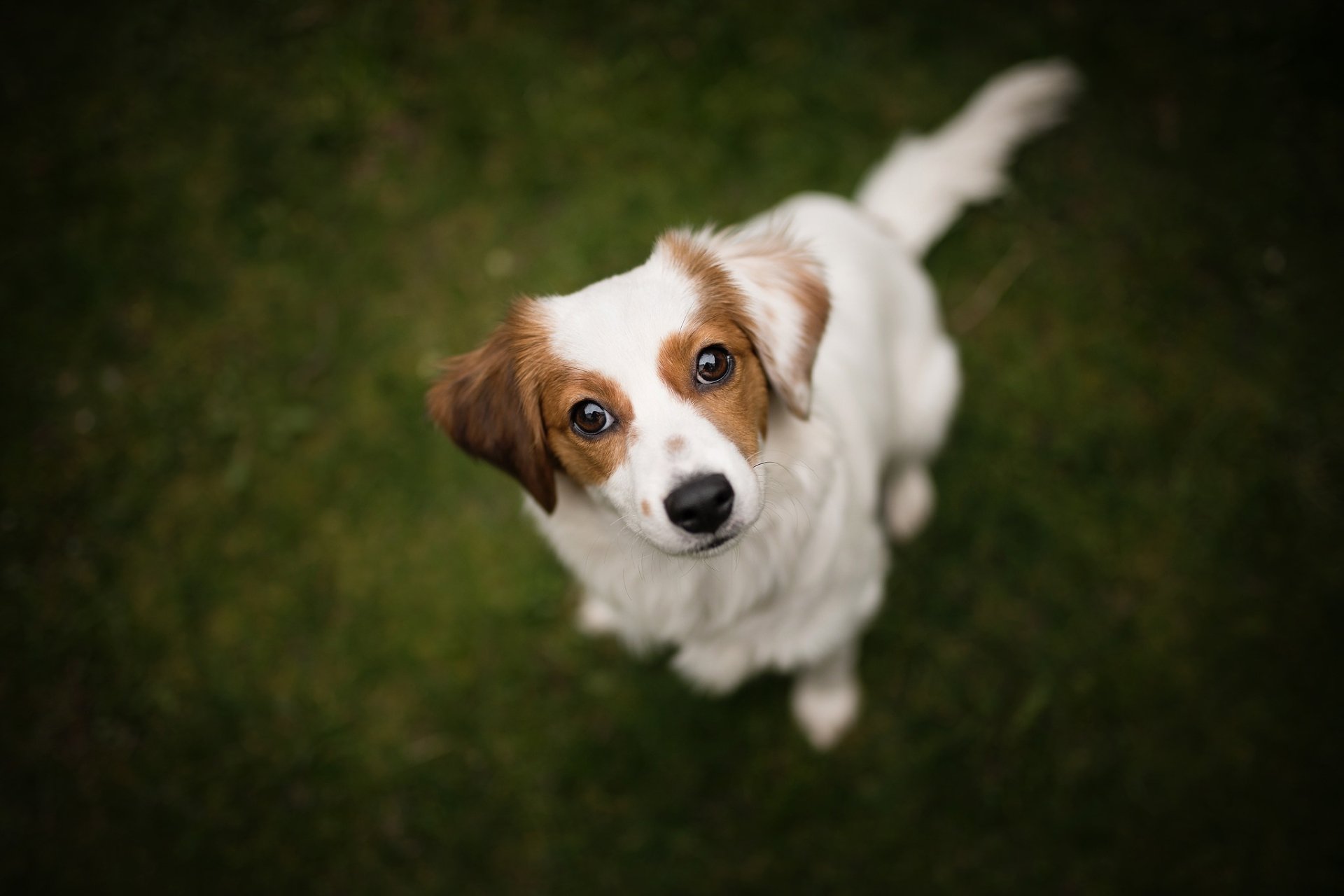 Download Dog Animal Kooikerhondje HD Wallpaper