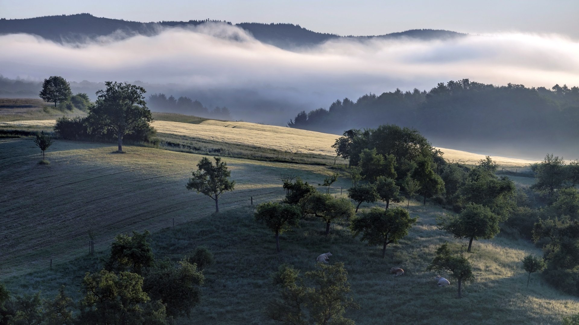 Download Nature Fog 4k Ultra HD Wallpaper