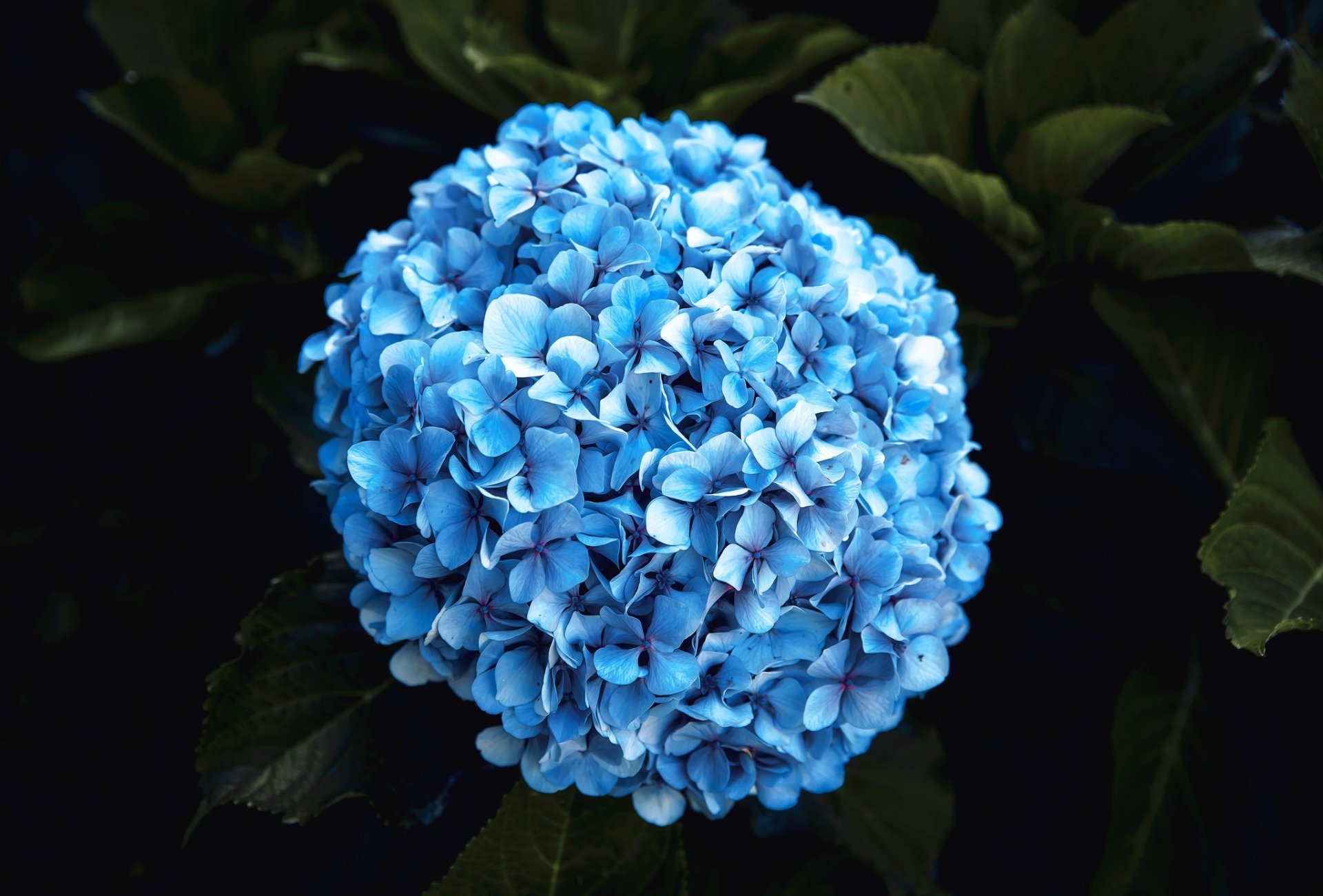 Blue hydrangea close-up with dark green leaves — nature HD PC desktop wallpaper and background.
