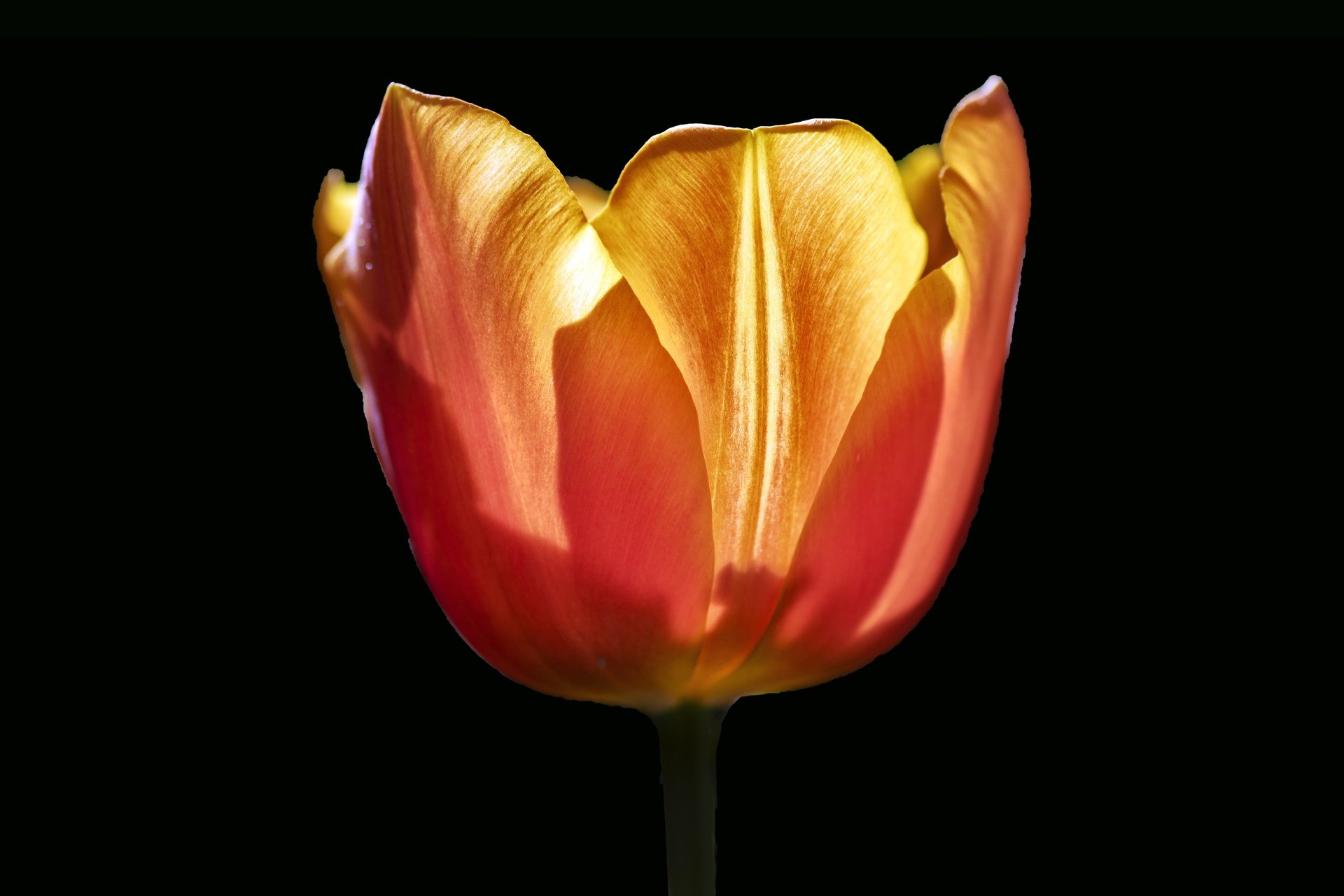Download Nature Tulip 4k Ultra HD Wallpaper