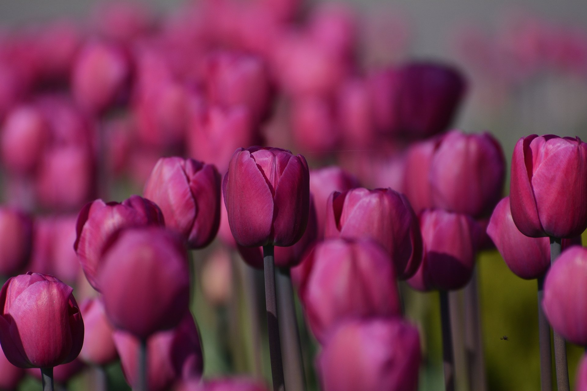 Download Nature Tulip 4k Ultra HD Wallpaper | 6000x4000 | Wallpaper Abyss